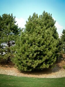 Сосна Чёрная (Pinus Nigra) купить по цене от 270.00р. в интернет-магазине «Посадика» с доставкой почтой в в Вуктыле и по всей России – [изображение №1].