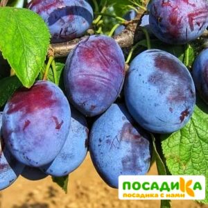 Слива Чачакская ранняя купить по цене от 229.00р. в интернет-магазине «Посадика» с доставкой почтой в в Вуктыле и по всей России – [изображение №1].