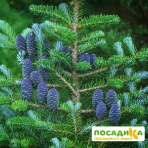 Пихта корейская (Abies koreana) купить по цене от 450.00р. в интернет-магазине «Посадика» с доставкой почтой в в Вуктыле и по всей России – [изображение №1].