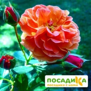 Роза Арабия купить по цене от 350.00р. в интернет-магазине «Посадика» с доставкой почтой в в Вуктыле и по всей России – [изображение №1].