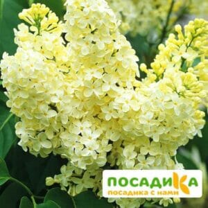 Сирень Примроуз (Primrose) купить по цене от 529.00р. в интернет-магазине «Посадика» с доставкой почтой в в Вуктыле и по всей России – [изображение №1].