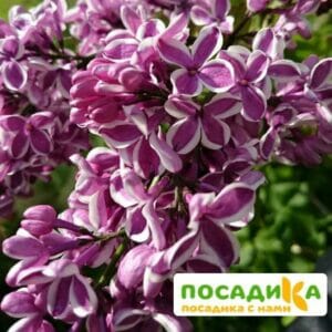 Сирень Сенсация купить по цене от 529.00р. в интернет-магазине «Посадика» с доставкой почтой в в Вуктыле и по всей России – [изображение №1].