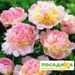 Пион Распберри Сандей (Paeonia Raspberry Sundae) купить по цене от 959р. в интернет-магазине «Посадика» с доставкой почтой в в Вуктыле и по всей России – [изображение №1].