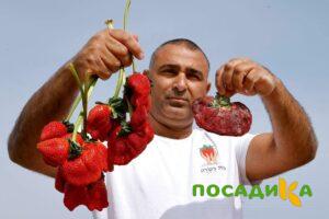 Клубника Гигант Джорнея купить по цене от 266р. в интернет-магазине «Посадика» с доставкой почтой в в Вуктыле и по всей России – [изображение №1].