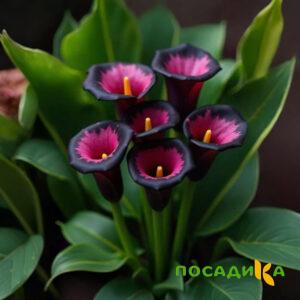 Калла Аура Лейс купить по цене от 400р. в интернет-магазине «Посадика» с доставкой почтой в в Вуктыле и по всей России – [изображение №1].