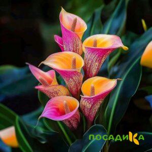 Калла Оникс купить по цене от 450р. в интернет-магазине «Посадика» с доставкой почтой в в Вуктыле и по всей России – [изображение №1].
