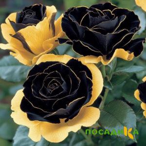 Роза Ханни Сикл купить по цене от 700р. в интернет-магазине «Посадика» с доставкой почтой в в Вуктыле и по всей России – [изображение №1].