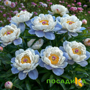 Пион акварельный Этюд купить по цене от 806р. в интернет-магазине «Посадика» с доставкой почтой в в Вуктыле и по всей России – [изображение №1].