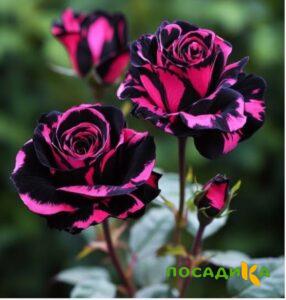 Роза Багровый Шепот купить по цене от 366р. в интернет-магазине «Посадика» с доставкой почтой в в Вуктыле и по всей России – [изображение №1].