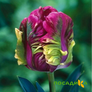 Тюльпан Экзотик Хэвен купить по цене от 186р. в интернет-магазине «Посадика» с доставкой почтой в в Вуктыле и по всей России – [изображение №1].