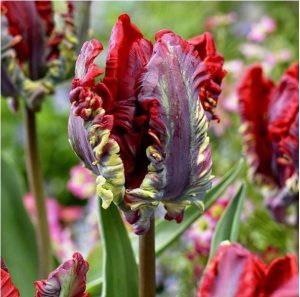 Тюльпан Рококо купить по цене от 350р. в интернет-магазине «Посадика» с доставкой почтой в в Вуктыле и по всей России – [изображение №1].