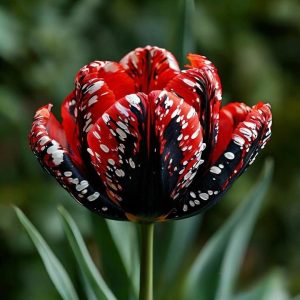 Тюльпан Вельвет Файер купить по цене от 394р. в интернет-магазине «Посадика» с доставкой почтой в в Вуктыле и по всей России – [изображение №1].