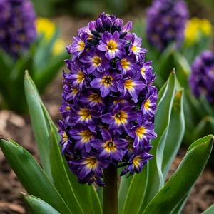 Гиацинт Вельвет Колор купить по цене от 2099р. в интернет-магазине «Посадика» с доставкой почтой в в Вуктыле и по всей России – [изображение №1].