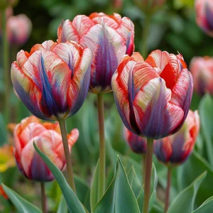 Тюльпан Эбисан Грэйс купить по цене от 217р. в интернет-магазине «Посадика» с доставкой почтой в в Вуктыле и по всей России – [изображение №1].